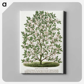 1-9_Botanical-Specimen-Plates_canvas