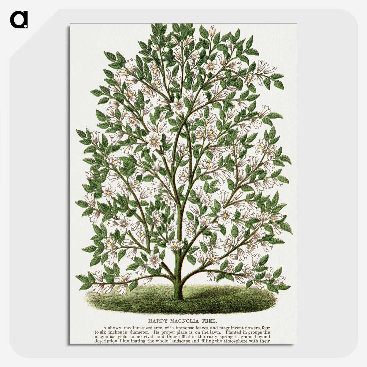 1-9_Botanical-Specimen-Plates_picture-crop