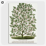 1-9_Botanical-Specimen-Plates_picture-crop