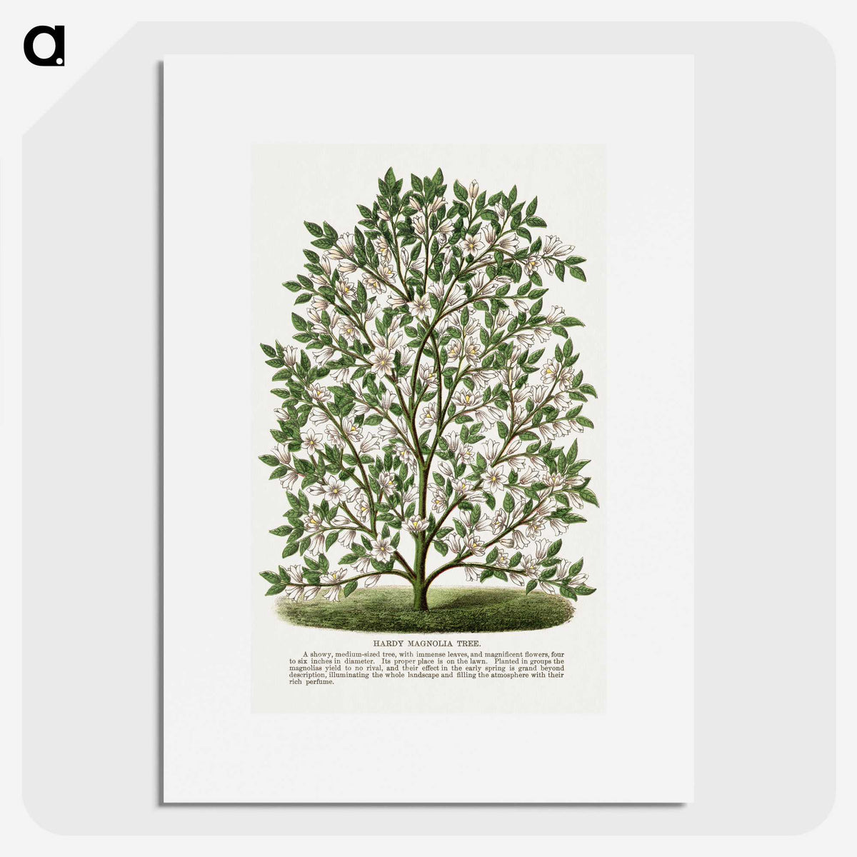 1-9_Botanical-Specimen-Plates_picture
