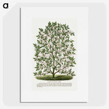 1-9_Botanical-Specimen-Plates_picture