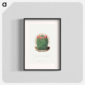 アートポスター-Pincushion Cactus
 - シャルル アントワーヌ ルメール Poster.