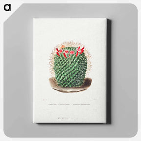 アートパネル-Pincushion Cactus
 - シャルル アントワーヌ ルメール Canvas.