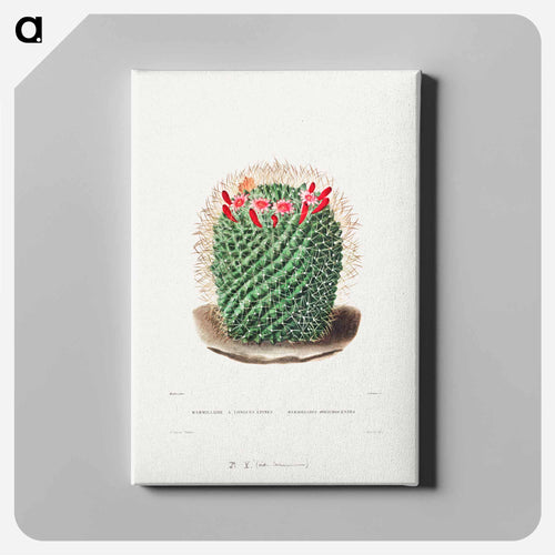 Pincushion Cactus
 - シャルル アントワーヌ ルメール Canvas.