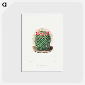 アートポストカード-Pincushion Cactus
 - シャルル アントワーヌ ルメール Postcard.