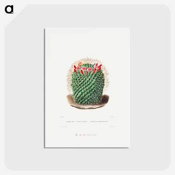 Pincushion Cactus
 - シャルル アントワーヌ ルメール Postcard.
