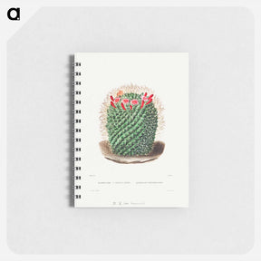 アートメモ帳-Pincushion Cactus
 - シャルル アントワーヌ ルメール Memo.