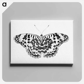 アートパネル-Vlinder
 - コルネリス プロース ファン アムステル Canvas.