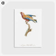 1-9_Des-Oiseaux-de-Paradis_postcard