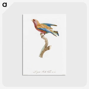 1-9_Des-Oiseaux-de-Paradis_postcard
