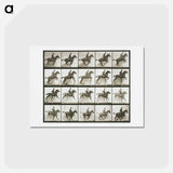 アートポストカード-Jumping a Hurdle
 - エドワード マイブリッジ Postcard.
