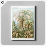 Filicinae–Laubfarne - エルンスト ヘッケル Canvas.