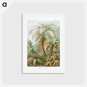 アートポストカード-Filicinae–Laubfarne - エルンスト ヘッケル Postcard.