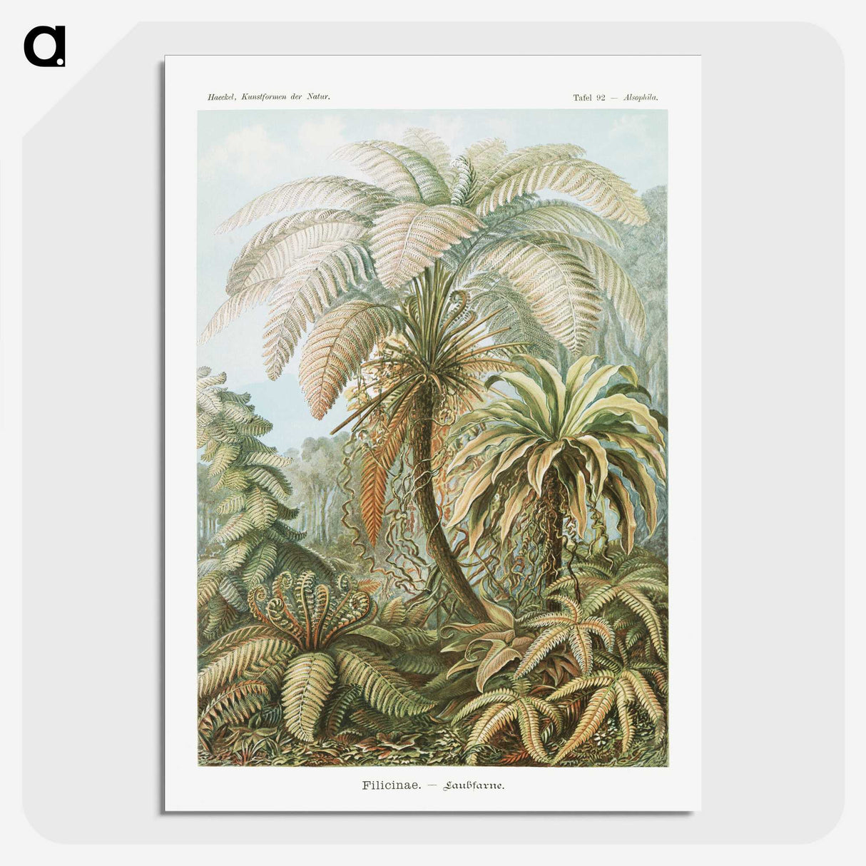 1-9_Ernst-Haeckel_picture-crop