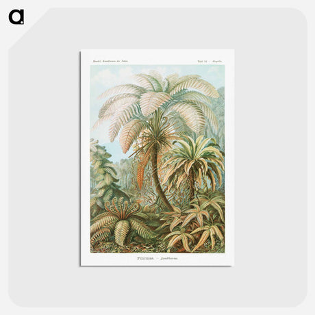 アートポストカード-Filicinae–Laubfarne - エルンスト ヘッケル Postcard.