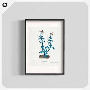 アートポスター-Brown Sugar Echeveria
 - サボテン科 Poster.