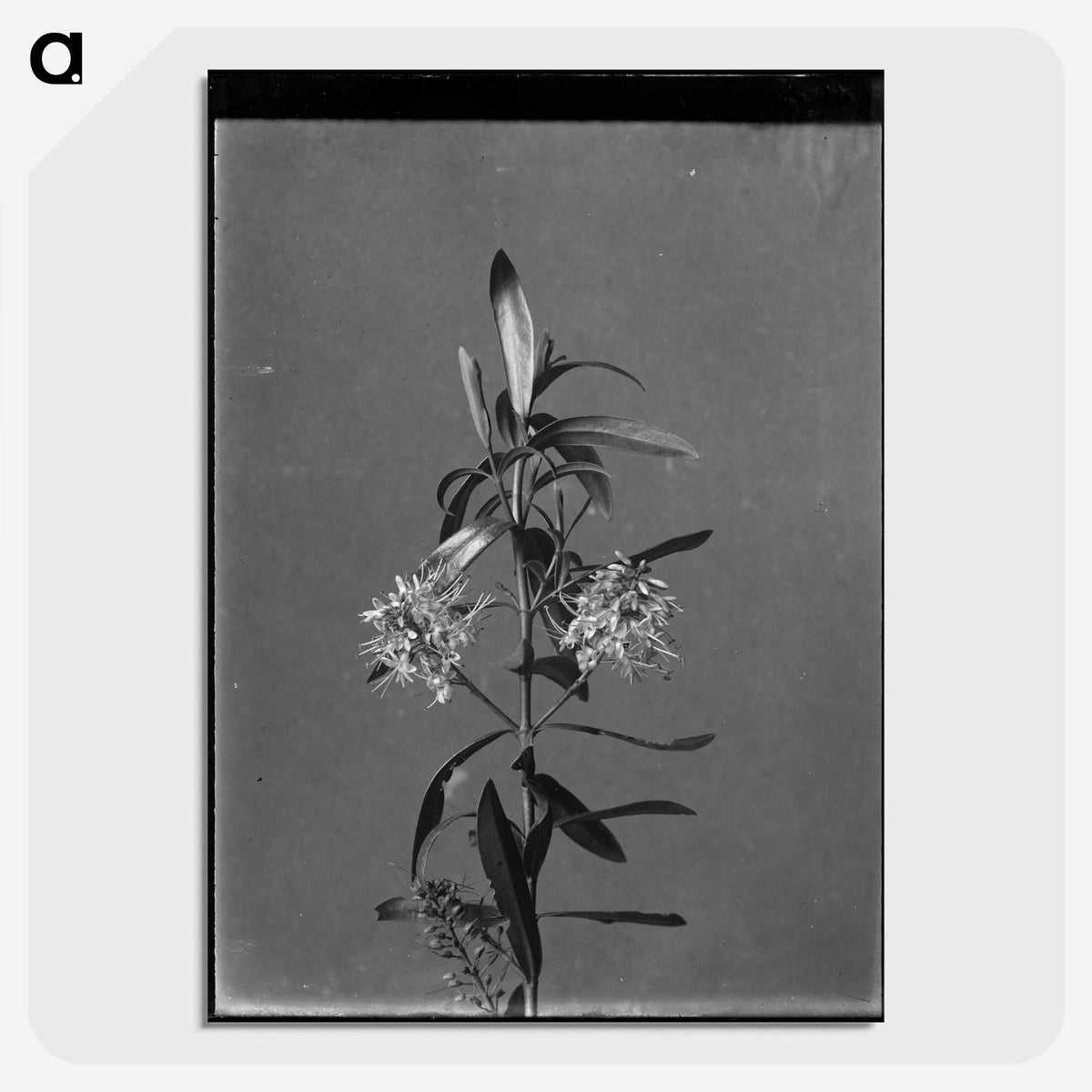 1-9_Frederick-Charles-Brockett_picture-crop