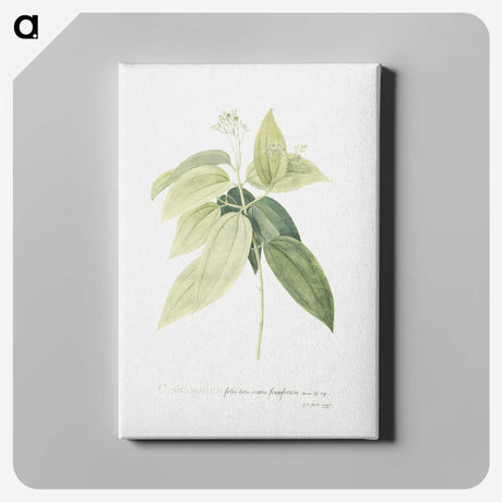 1-9_Georg-Dionysius-Ehret_canvas