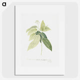 1-9_Georg-Dionysius-Ehret_picture