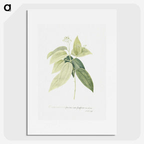 1-9_Georg-Dionysius-Ehret_picture