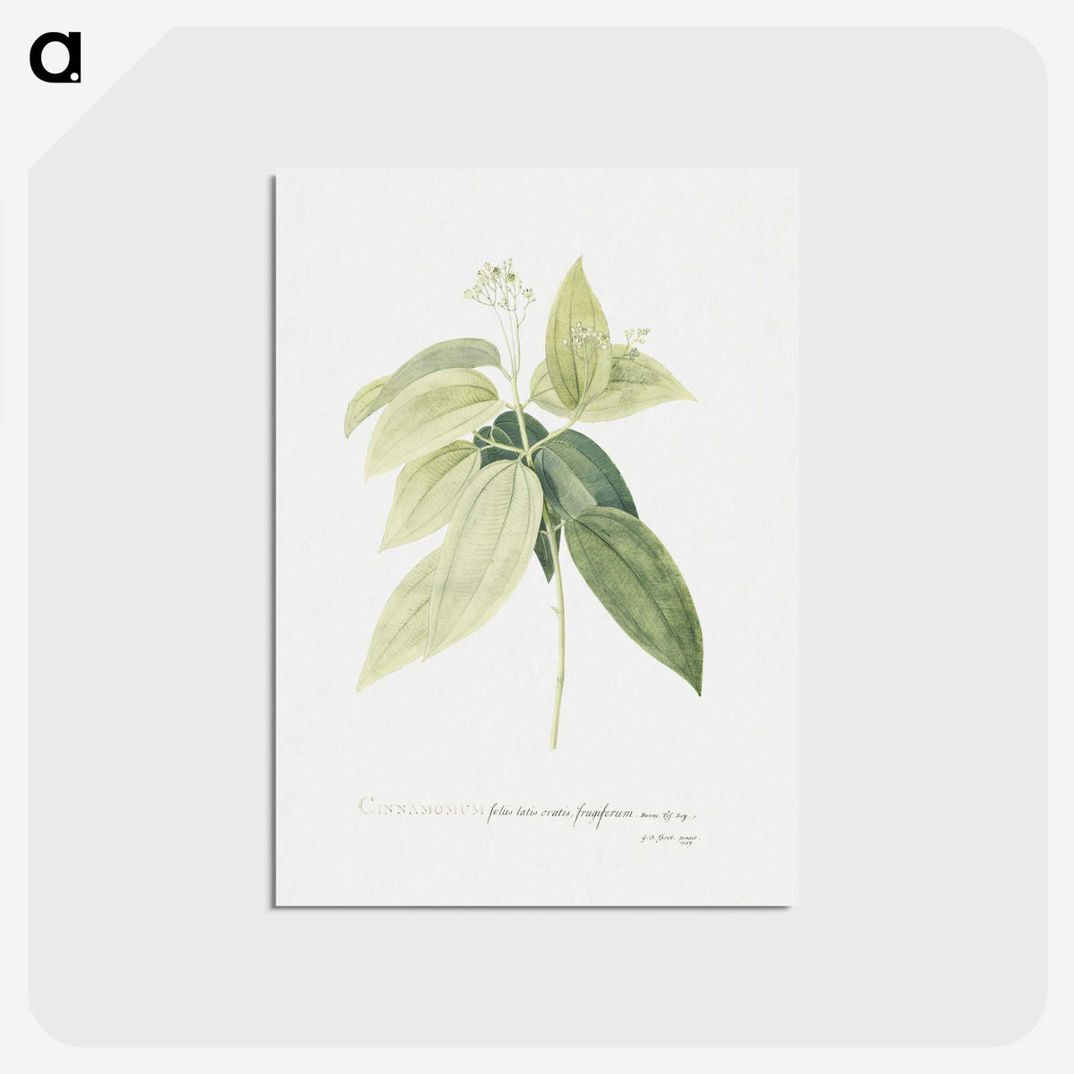 1-9_Georg-Dionysius-Ehret_postcard