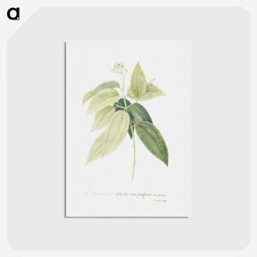 1-9_Georg-Dionysius-Ehret_postcard