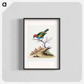 アートポスター-Red-Headed Finch from Surinam
 - ジョージ エドワーズ Poster.