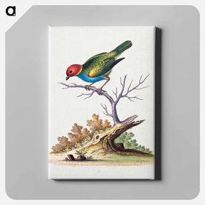 アートパネル-Red-Headed Finch from Surinam
 - ジョージ エドワーズ Canvas.