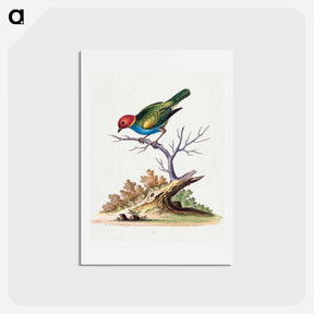 アートポストカード-Red-Headed Finch from Surinam
 - ジョージ エドワーズ Postcard.