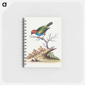 アートメモ帳-Red-Headed Finch from Surinam
 - ジョージ エドワーズ Memo.