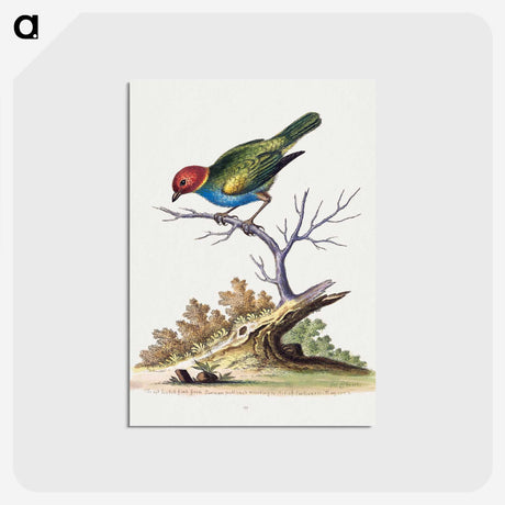 1-9_George-Edwards_postcard