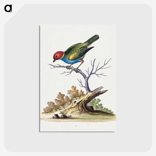 スリナムの赤い頭のフィンチ - ジョージ エドワーズ Postcard.