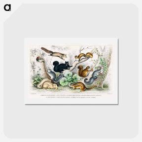 アートポストカード-Squirrels of North America and Britain
 - ゴールドスミスの生き生きとした自然 Postcard.