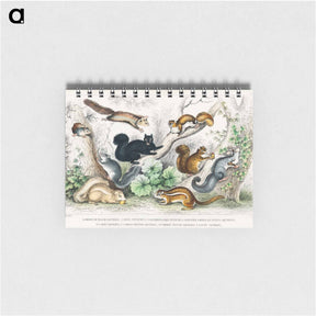 アートメモ帳-Squirrels of North America and Britain
 - ゴールドスミスの生き生きとした自然 Memo.