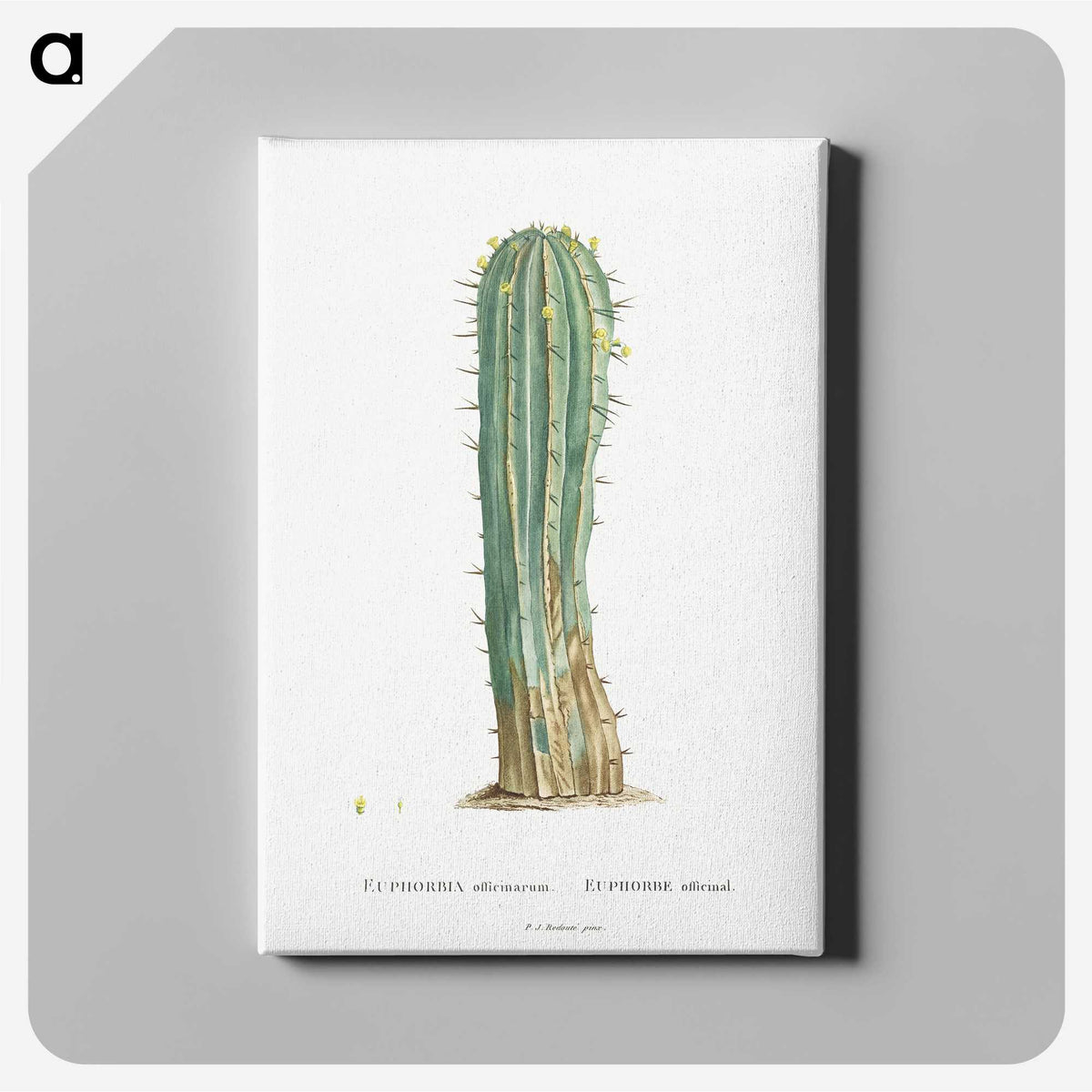 1-9_Histoire-des-Plantes-Grasses_canvas