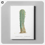 1-9_Histoire-des-Plantes-Grasses_canvas