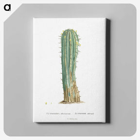 1-9_Histoire-des-Plantes-Grasses_canvas
