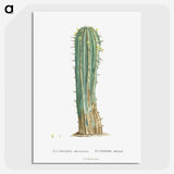 1-9_Histoire-des-Plantes-Grasses_picture-crop