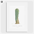 1-9_Histoire-des-Plantes-Grasses_picture