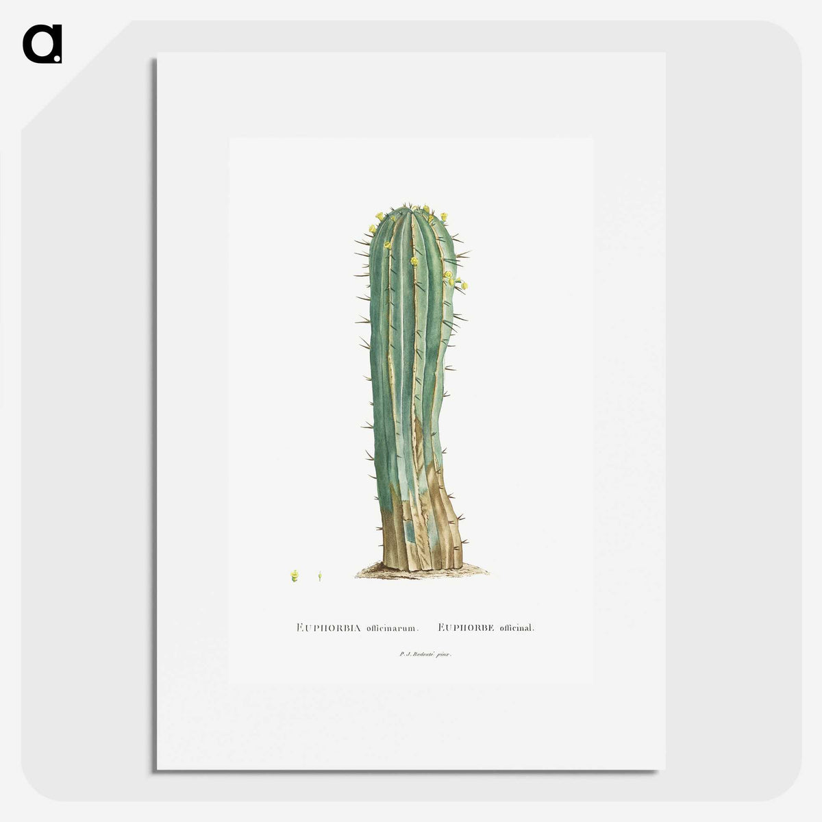 1-9_Histoire-des-Plantes-Grasses_picture