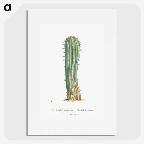 1-9_Histoire-des-Plantes-Grasses_picture