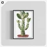 1-9_Hortus-Romanus-Botanical-Plates_blk-crop