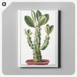 1-9_Hortus-Romanus-Botanical-Plates_canvas