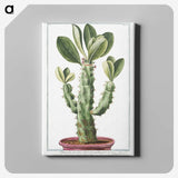 1-9_Hortus-Romanus-Botanical-Plates_canvas