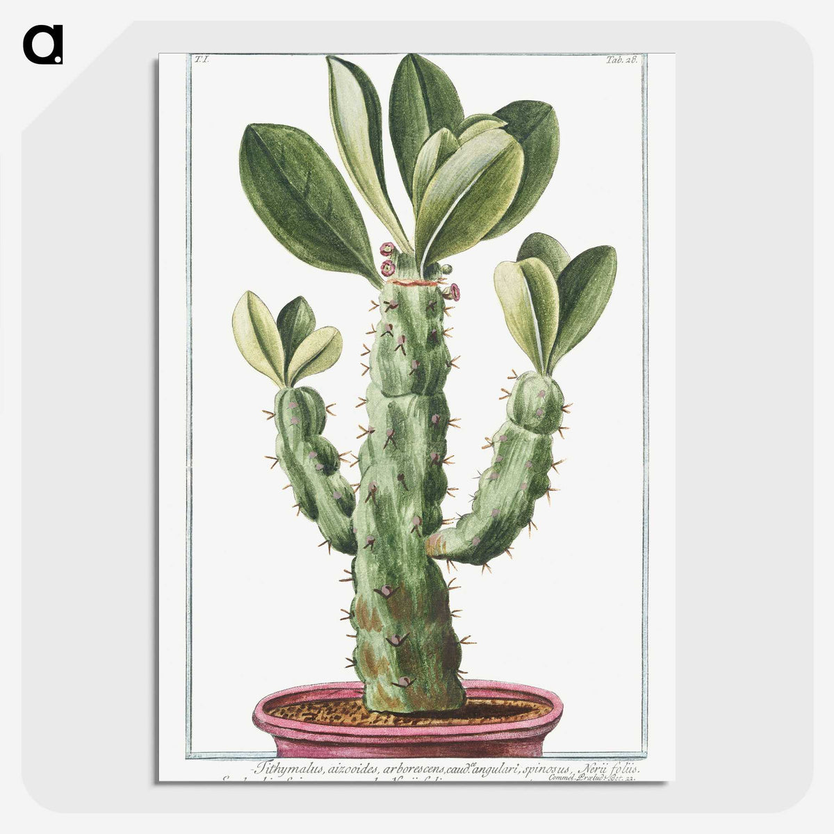 1-9_Hortus-Romanus-Botanical-Plates_picture-crop