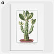 1-9_Hortus-Romanus-Botanical-Plates_picture