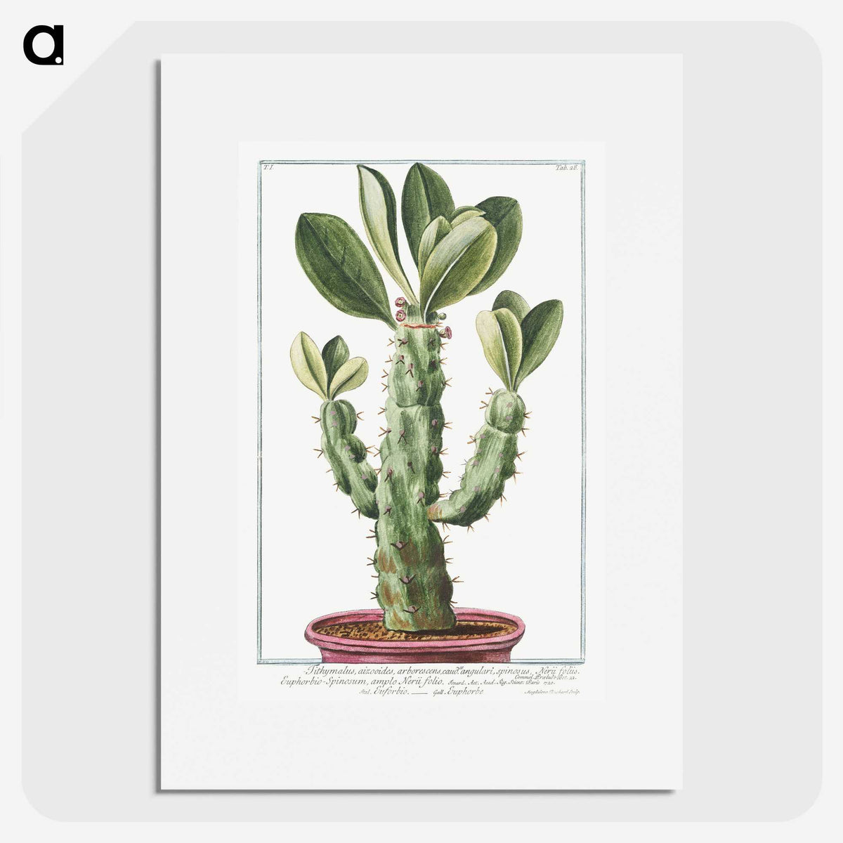 1-9_Hortus-Romanus-Botanical-Plates_picture