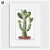 1-9_Hortus-Romanus-Botanical-Plates_picture