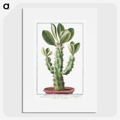 1-9_Hortus-Romanus-Botanical-Plates_picture