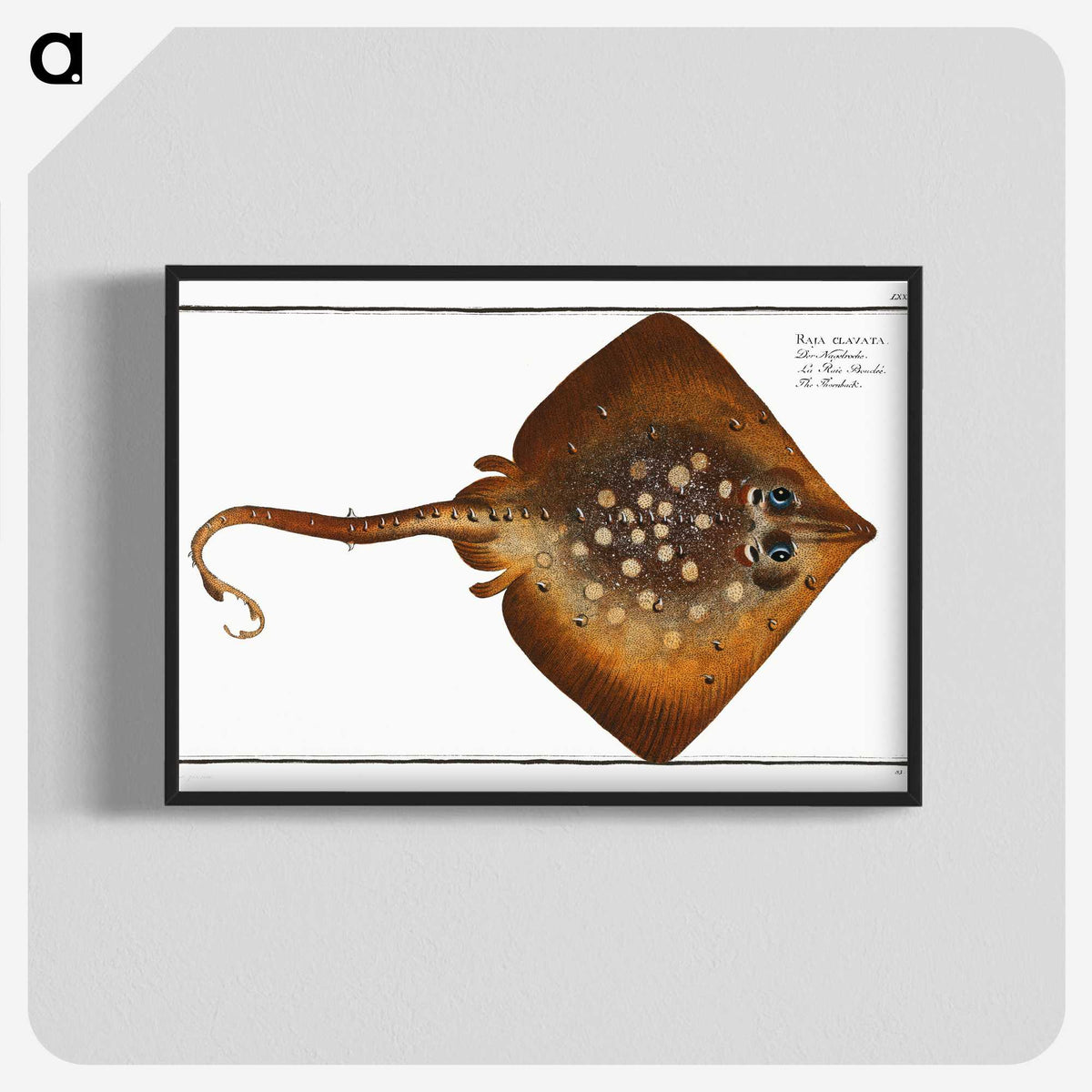 1-9_Ichtyologie-ou-Histoire-naturelle_blk-crop
